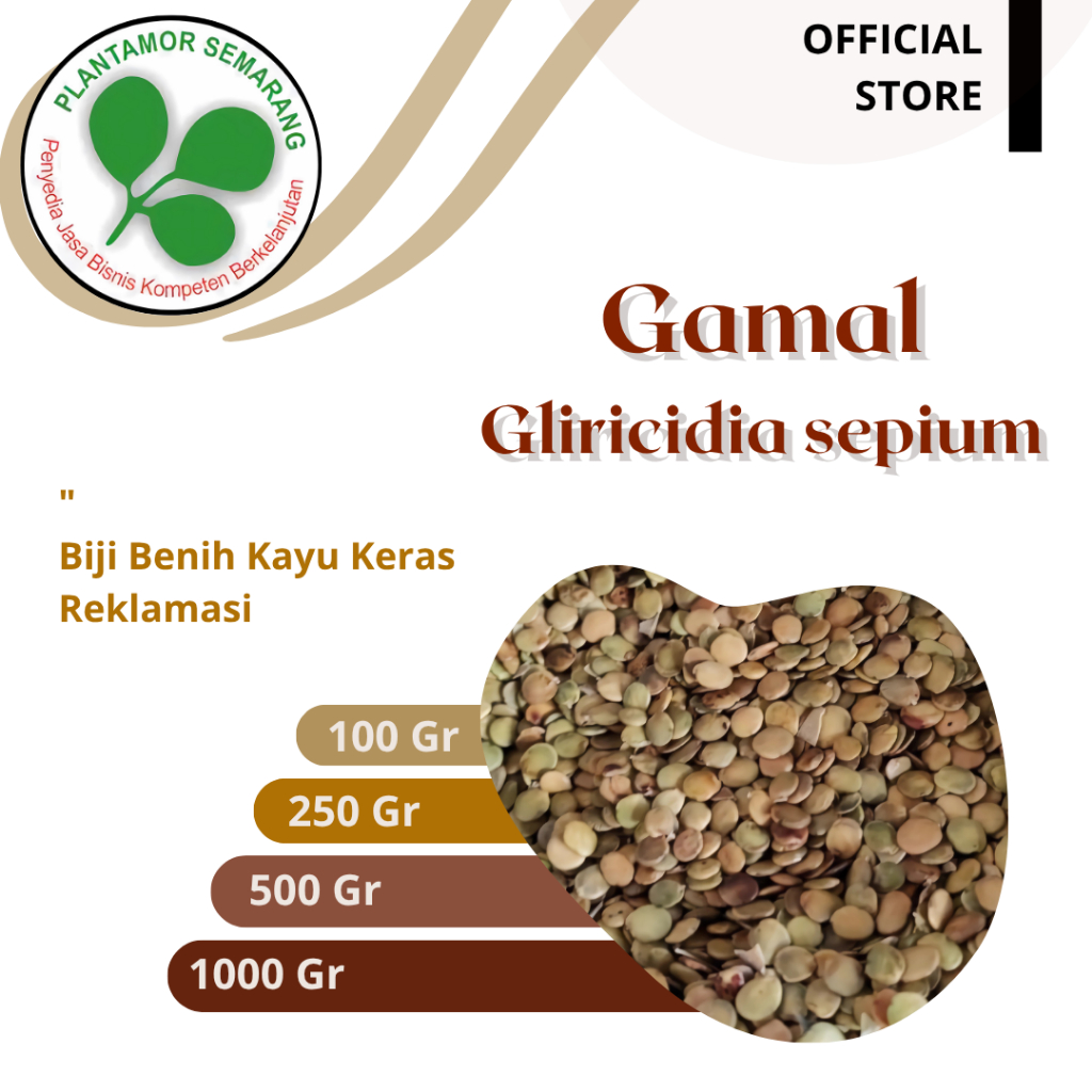 Biji Gamal / Biji Kayu Keras Reklamasi / Kemasan 100 - 1000 gr