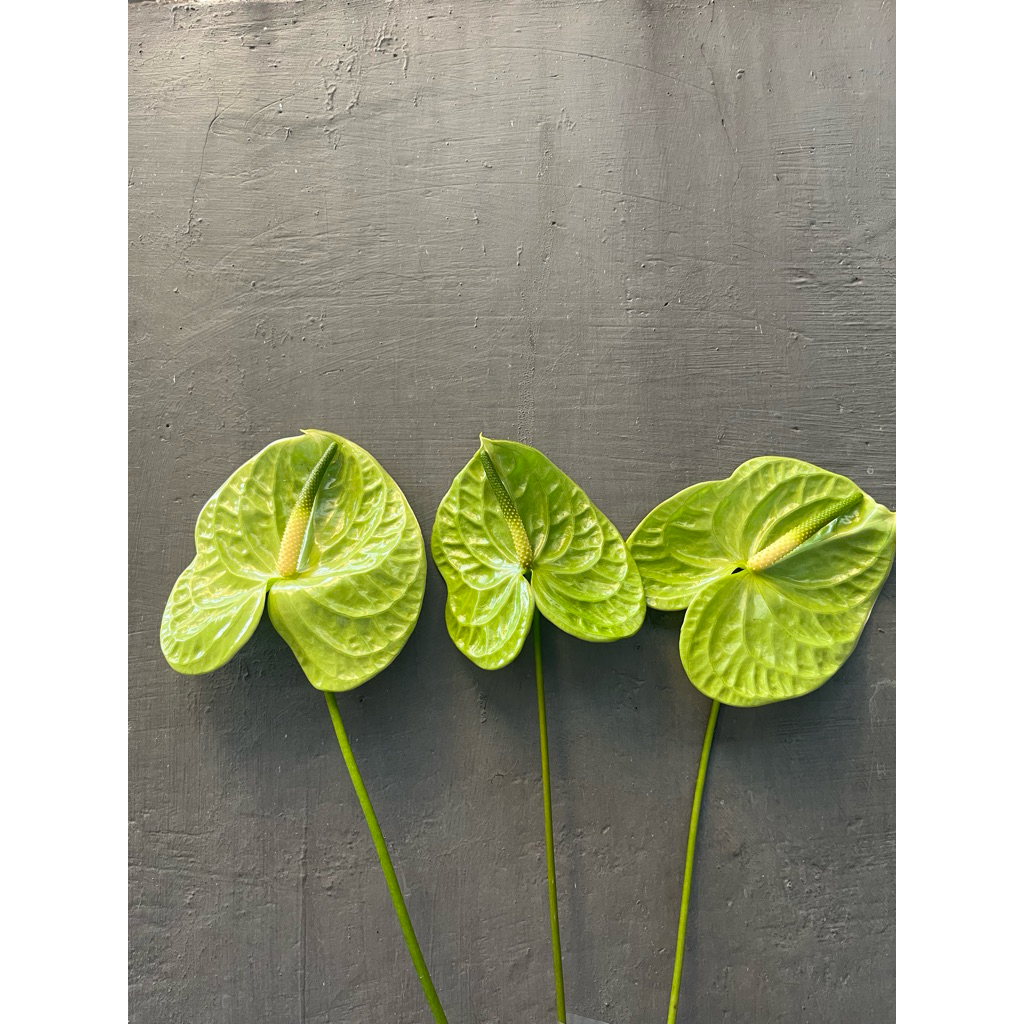 Anthurium hijau midori bunga potong segar