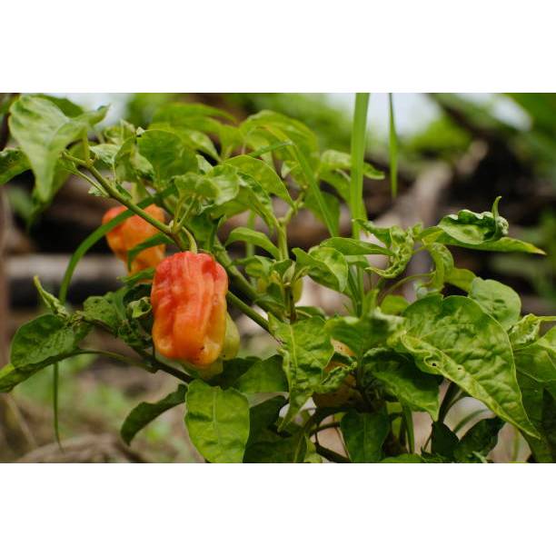 MDN Biji Cabai Katokkon Super / Cabai Toraja Super