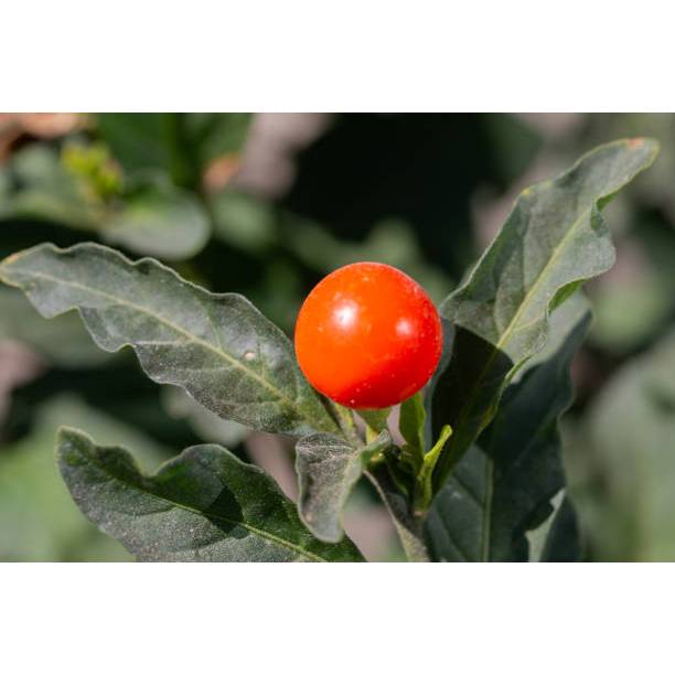 COD - Bibit Tomat Rampai