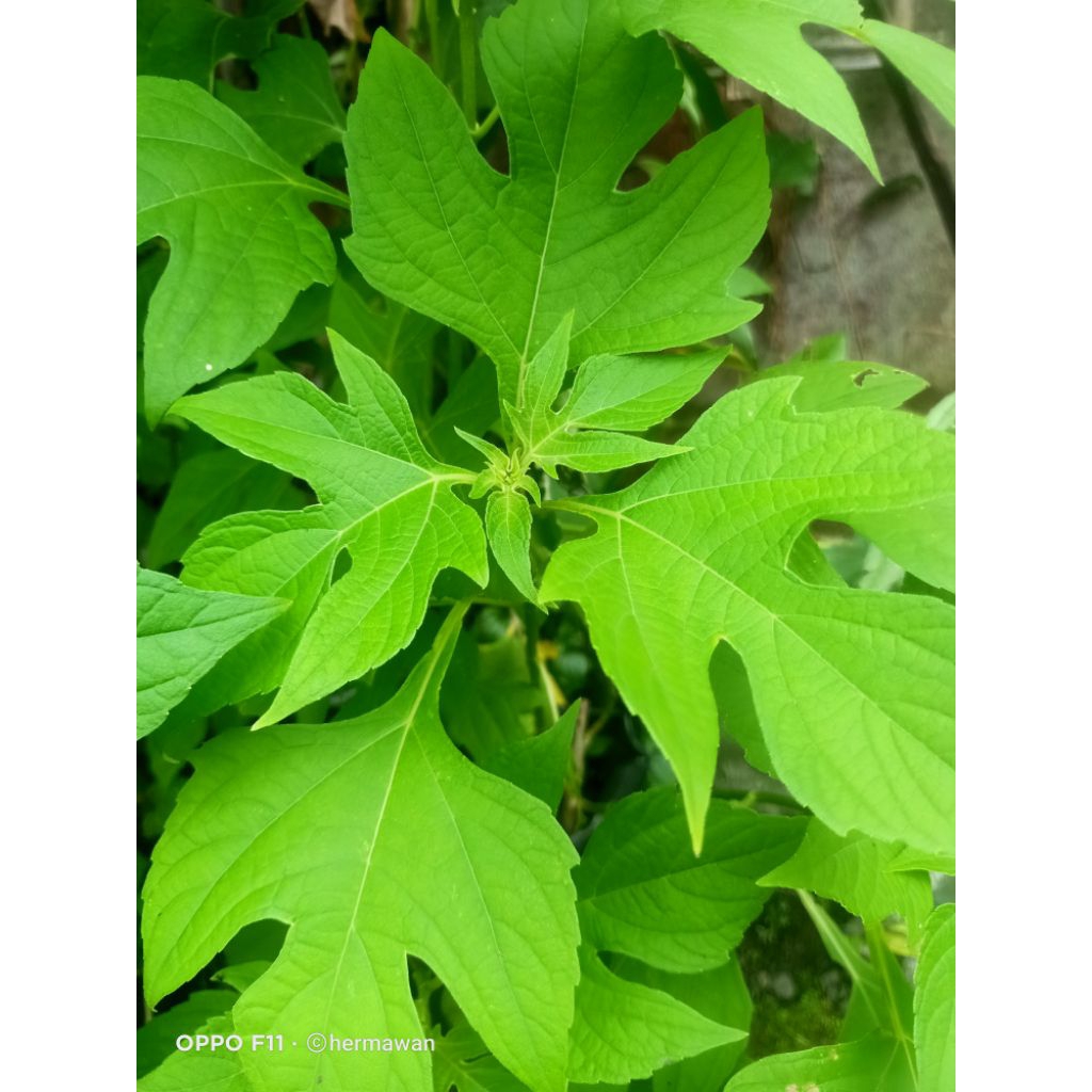 Daun Insulin (daun obat diabetes herbal)