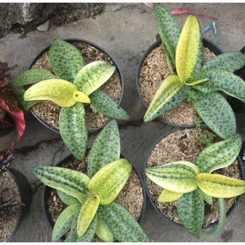 Pohon Lidah Katak Tanaman Hias Indoor Lidah Katak