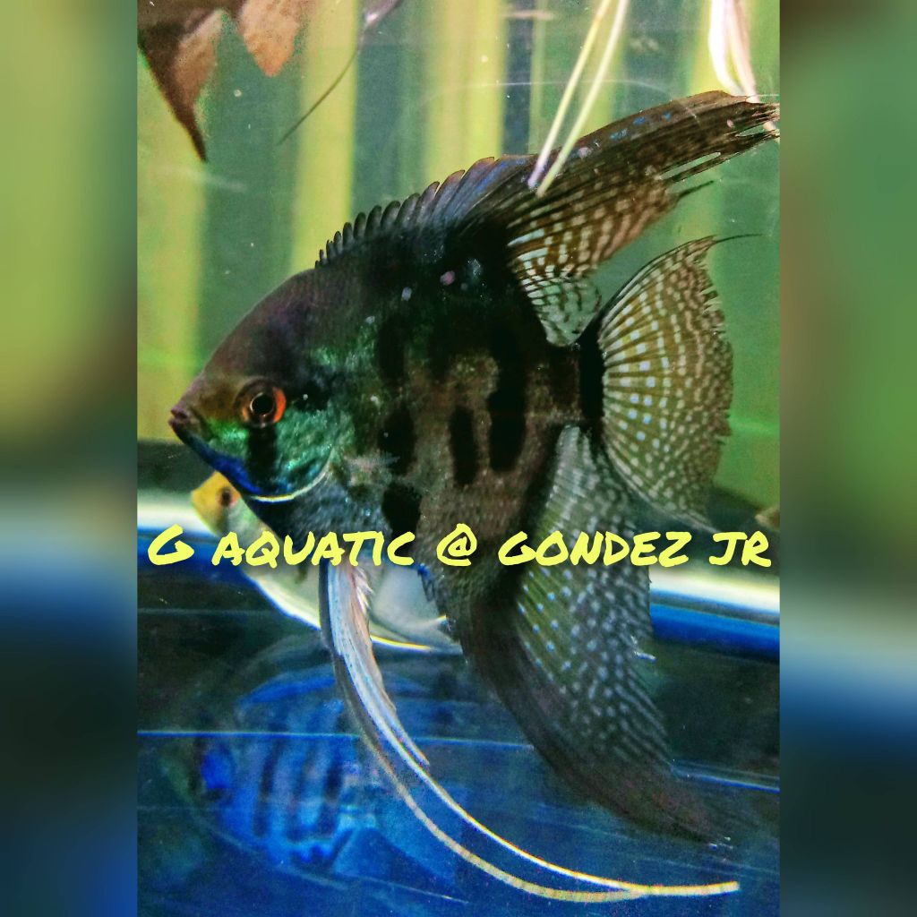 ikan manfish black clown size L