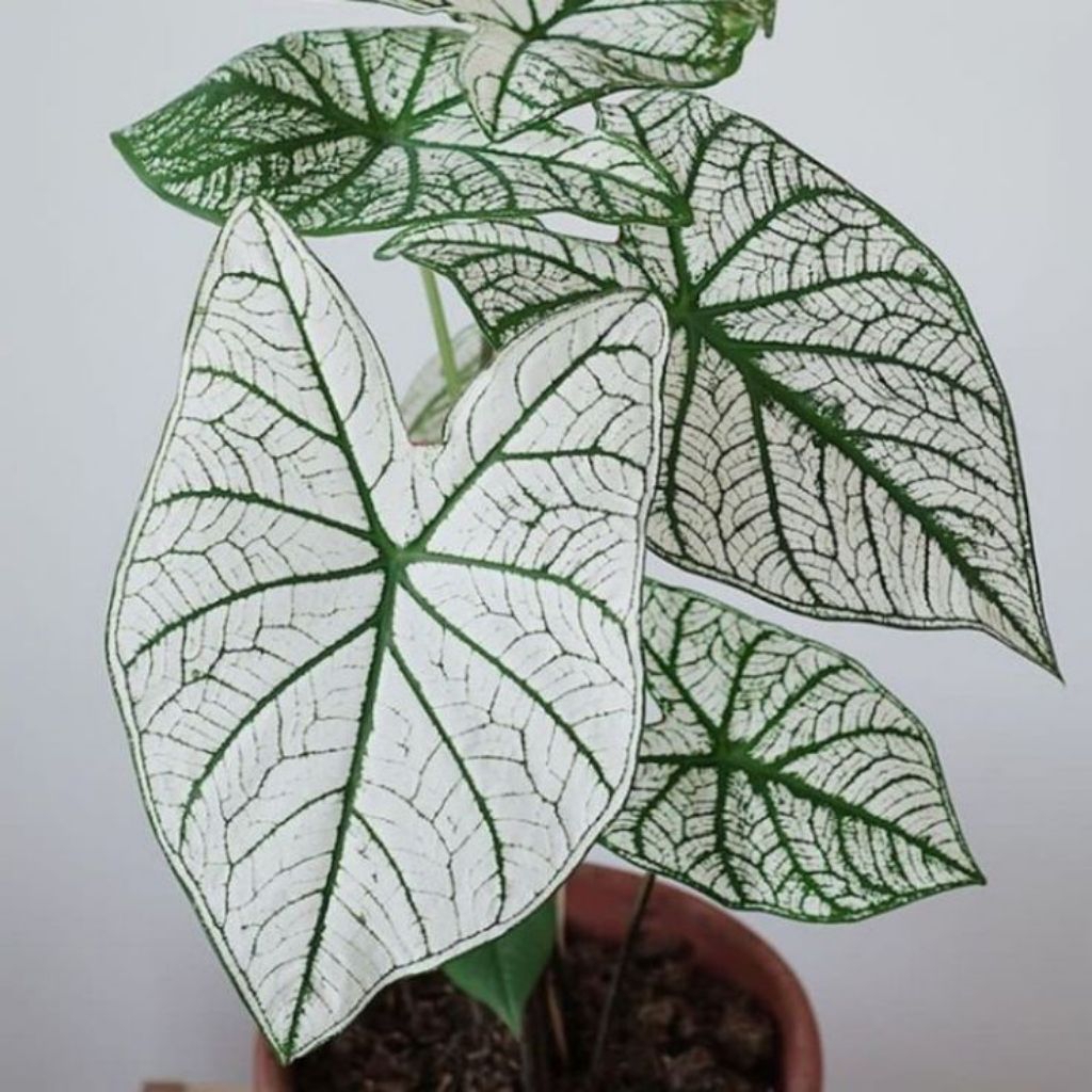 talas hias / keladi putih