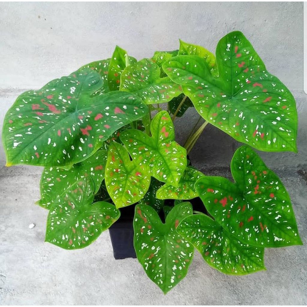 talas hias daun bintik / keladi