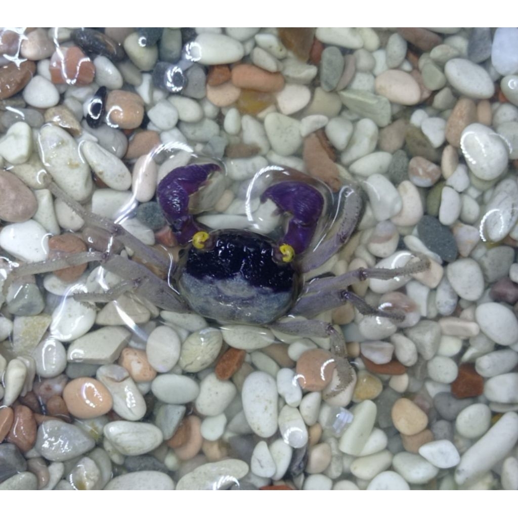 Kepiting hias Orchid Crab Vampire Crab