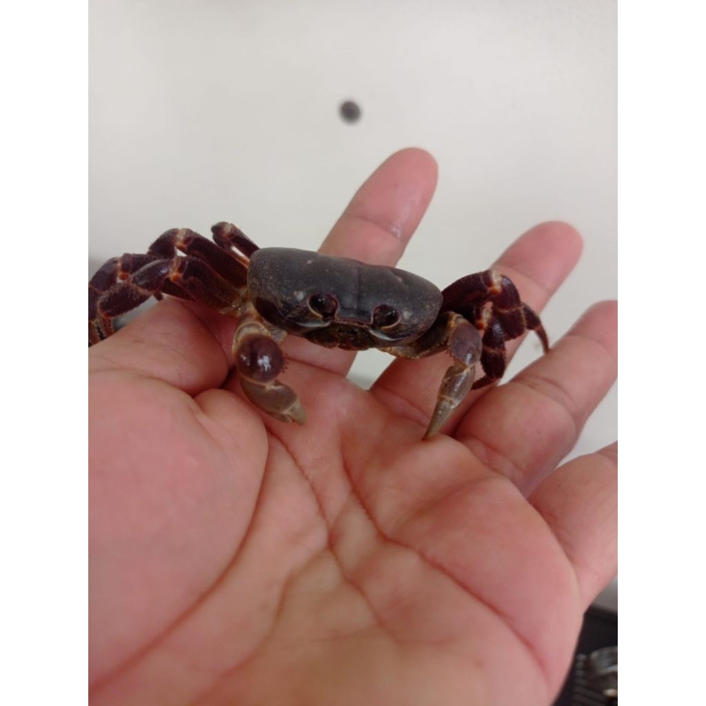 Kepiting Air tawar Hias Baby Lalandi