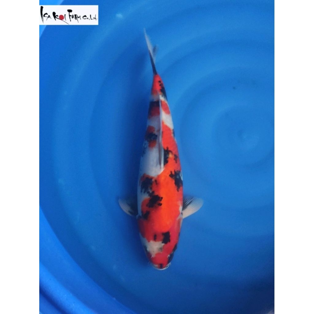 Jumbo Tosai Showa Sanshoku Isa Farm 45BU Sertifikat Breeder Ikan Koi Import Jepang
