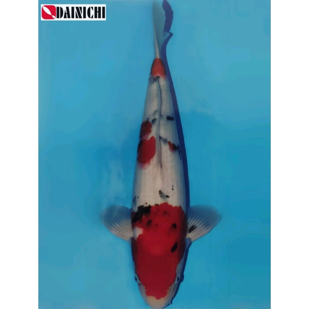 Jumbo Tosai Sanke 45BU Farm Dainichi Pandora Sertifikat Ikan Koi Import Jepang