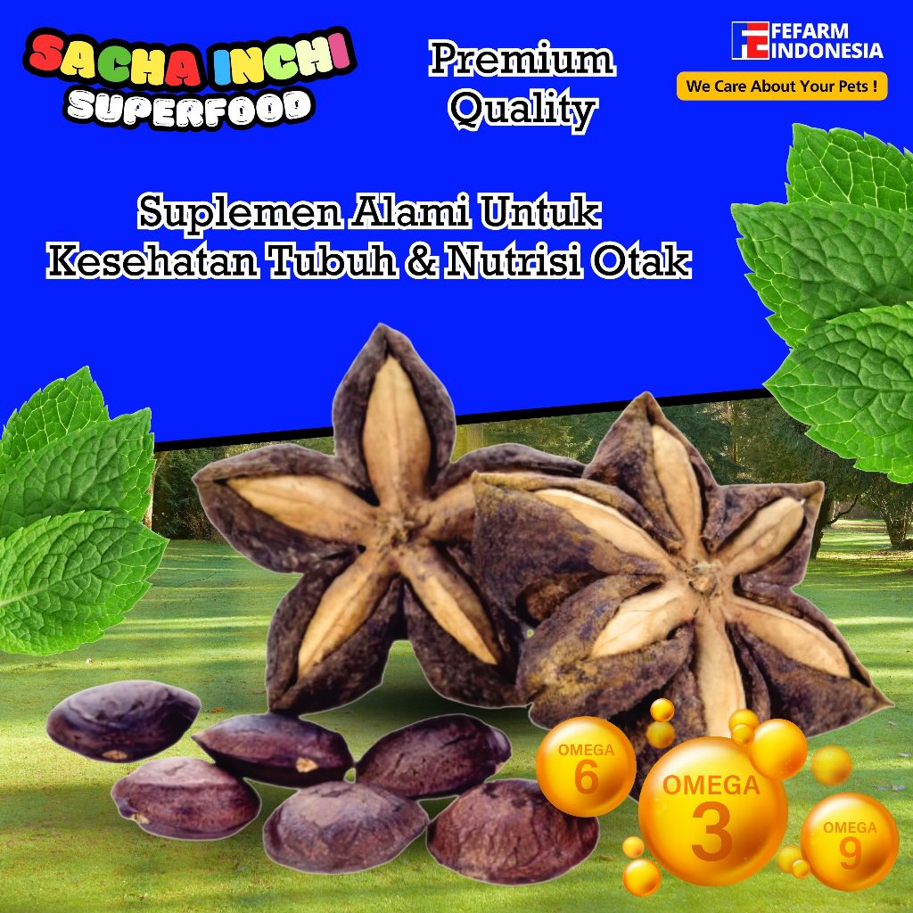 Benih Bibiit Bibit Kacang Biji SACHA INCHI 1kg (BISA COD) FEFARM