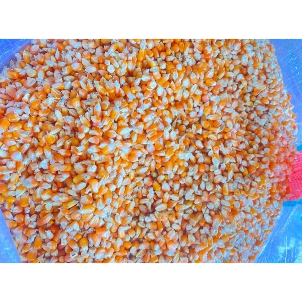 JAGUNG KRISTAL PAKAN TERNAK (25KG)