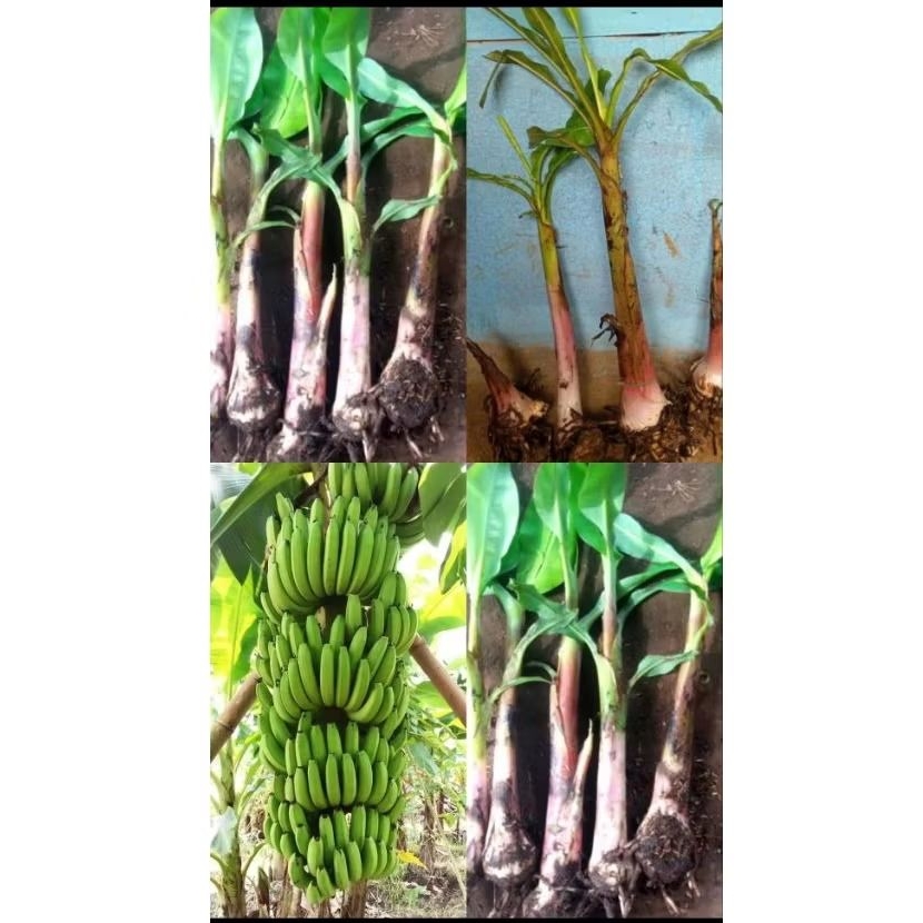 bibit pisang cavendish mini super