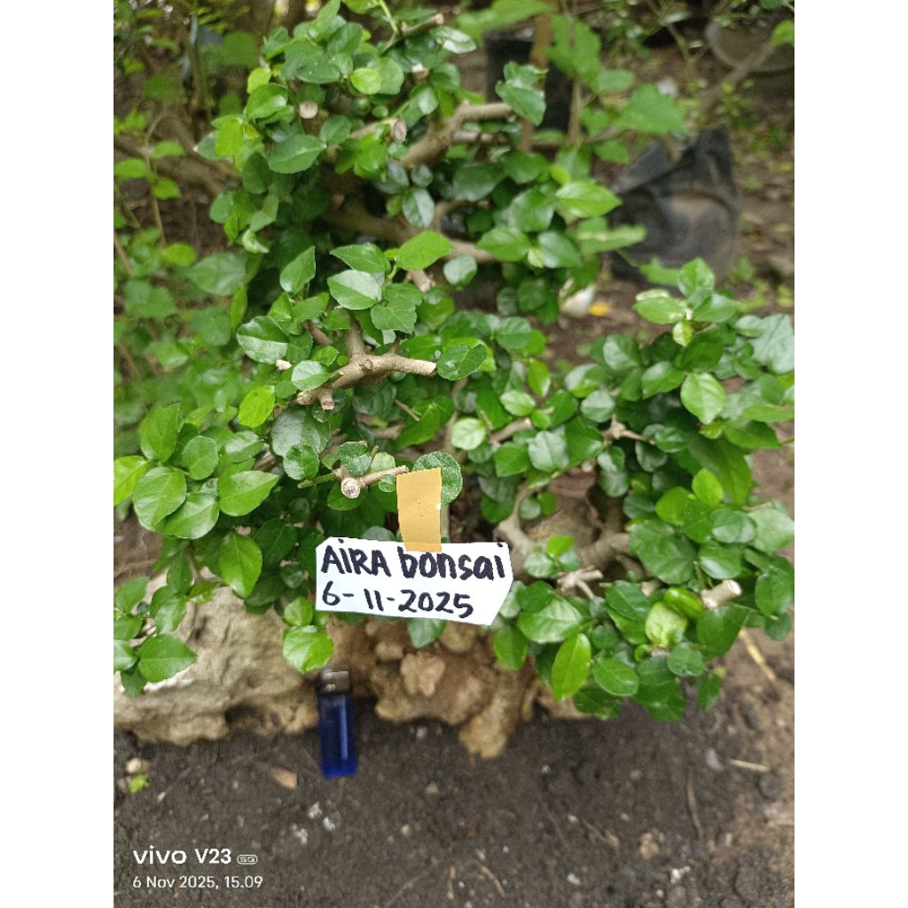 bonsai serut on the rock