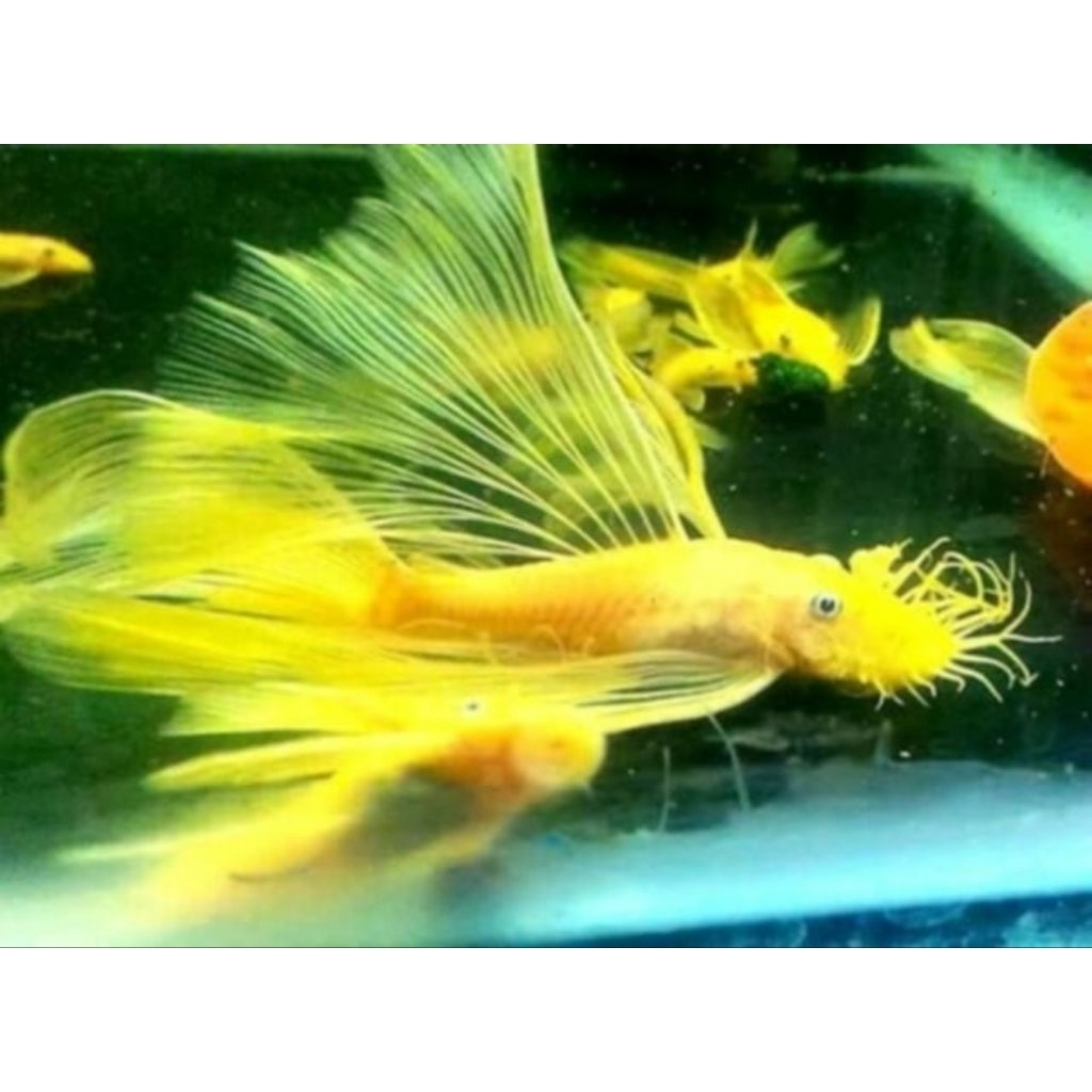 albino brush mouth slayer pleco L144