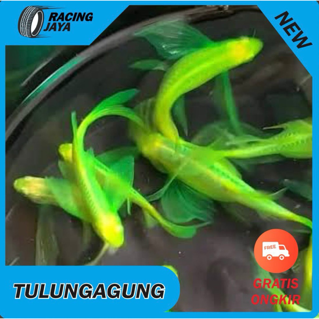 DANIO ZEBRA SLAYER HIJAU APEL PAKET 10 PCS