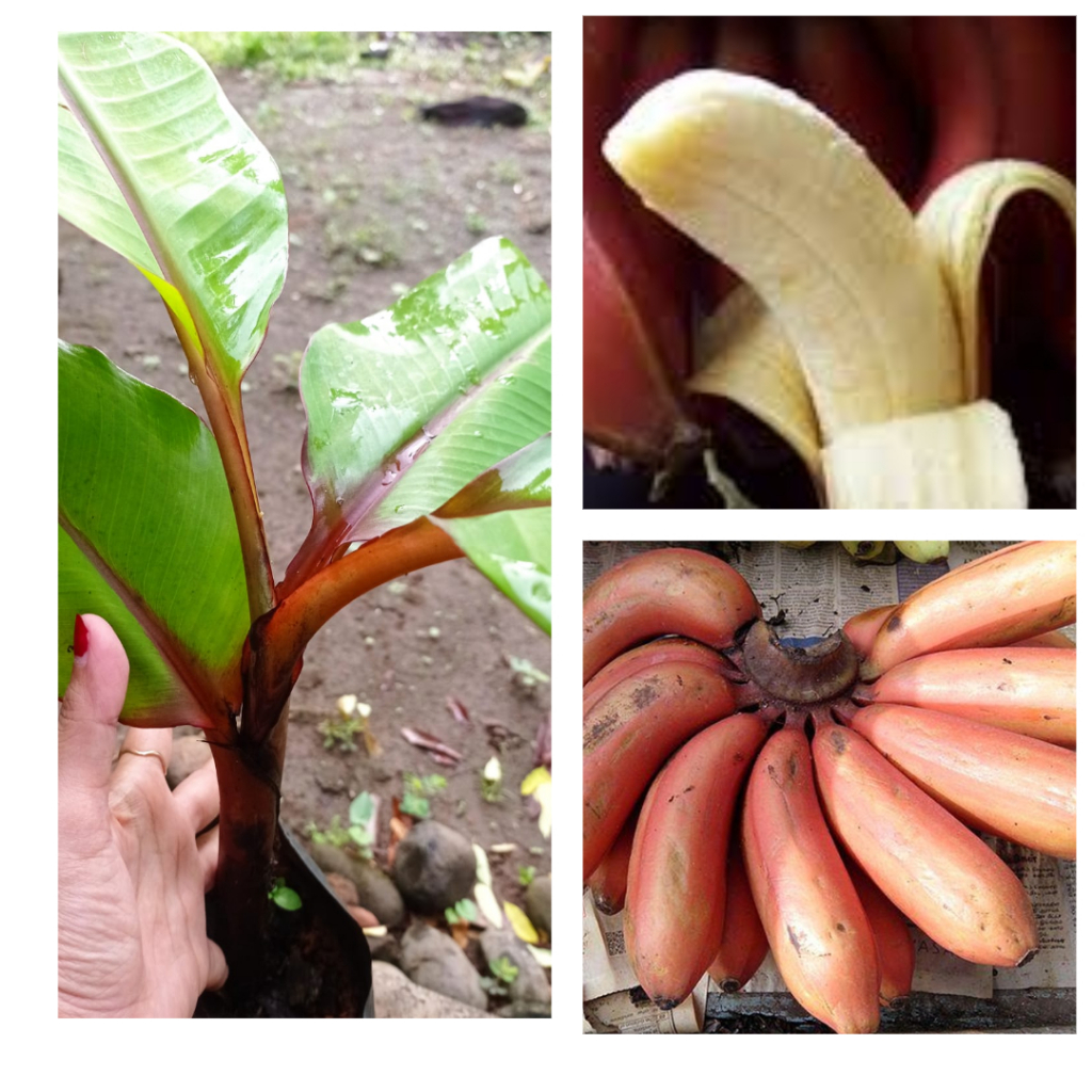 Bibit tanaman Pisang Merah II Pisang Kidang - Asli - Harga Murah