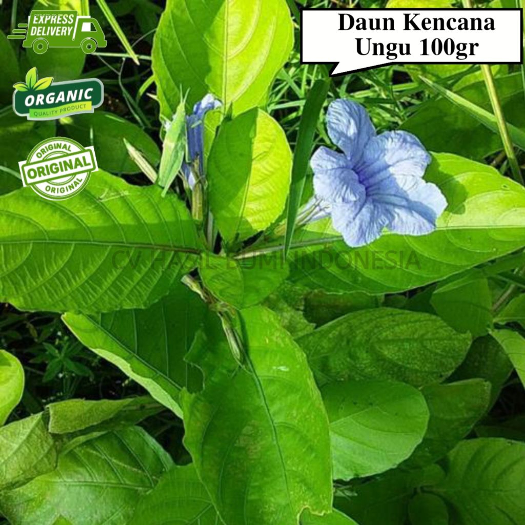 Tanaman Daun kencono ungu / daun kencana ungu / daun pletekan segar 100gram