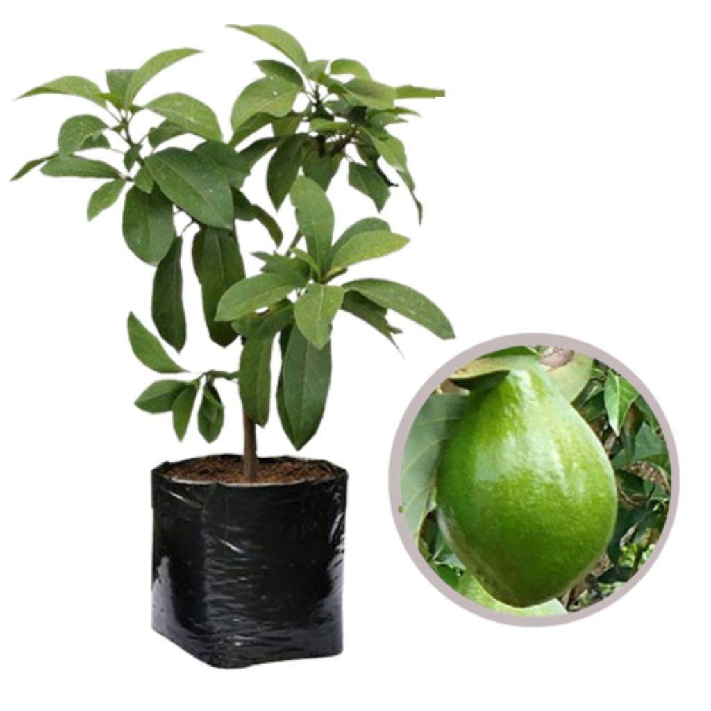 A1 bibit alpukat Miki siap bunga