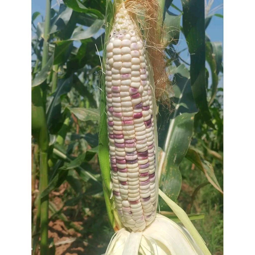 Jagung batik ketan 1kg asli pati jawa tengah