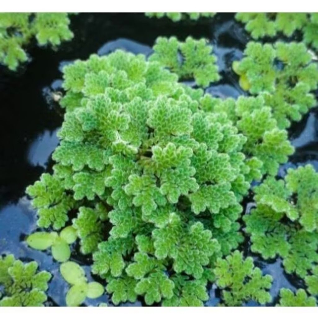 Azolla 1 Liter Pakan Alami Ikan Bebek Ayam Kaya Protein