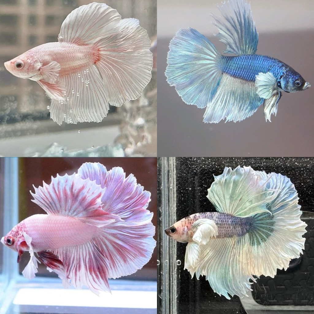 [Chan Aquatic] Ikan Hias Cupang Halfmoon Dumbo Ear Size M-L Male Jantan HiasanAquarium