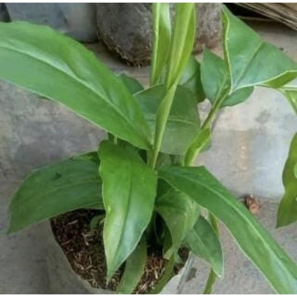 Pohon Lengkuas Merah Bibit Tanaman Pohon Lengkuas / Lengkoas Merah