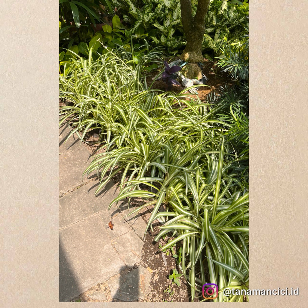 tanaman hias indoor bulu ayam besar atau Lili Paris kecil