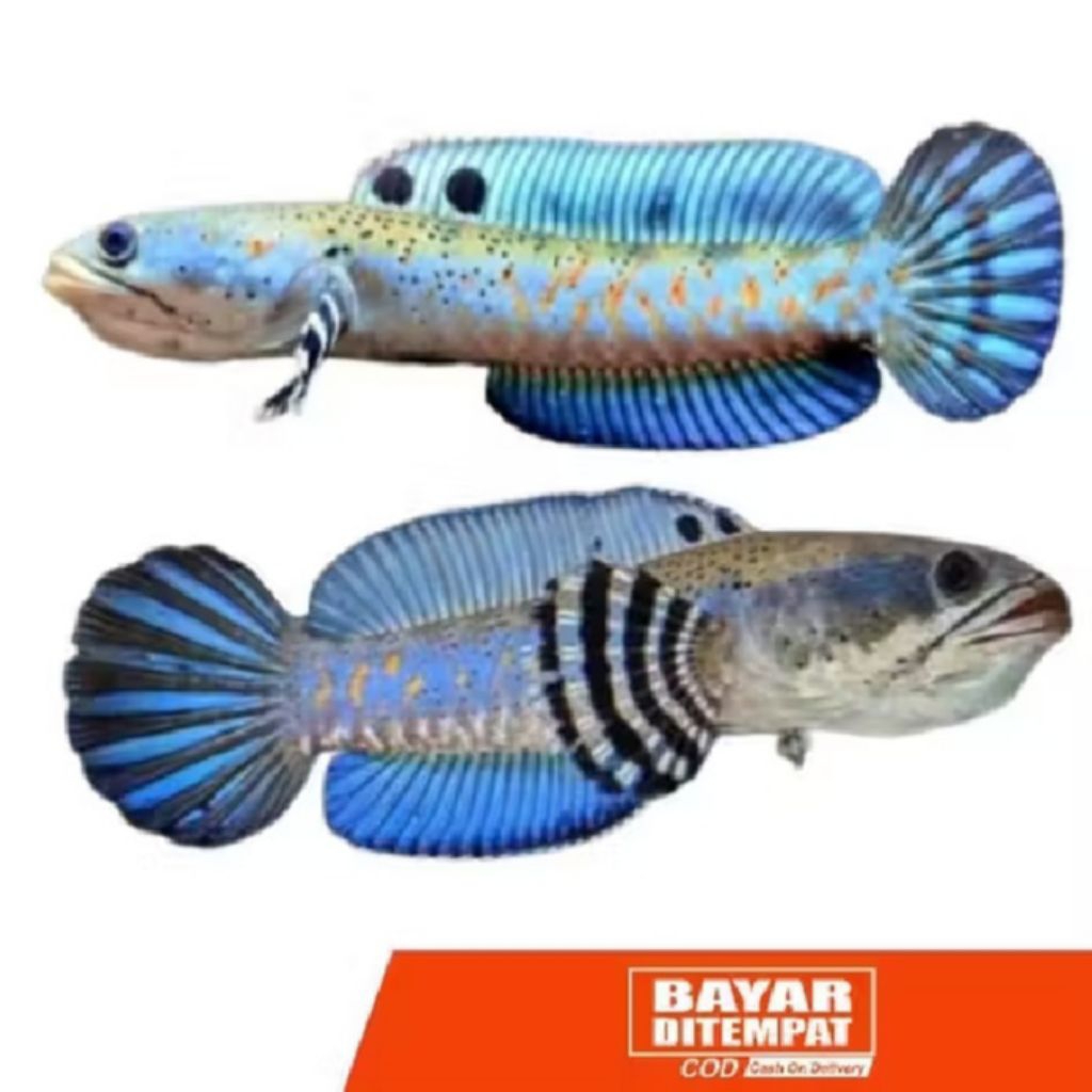 Channa Blue Pulchra Bahan Kontes Spek Ganass (Spek Bahan Ganas)