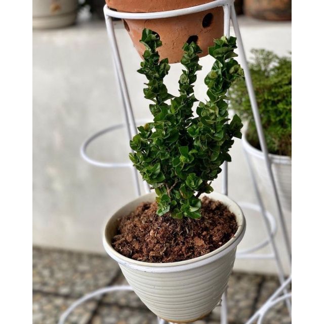 tanaman asoka tusuk sate soka tusuk sate bunga merah