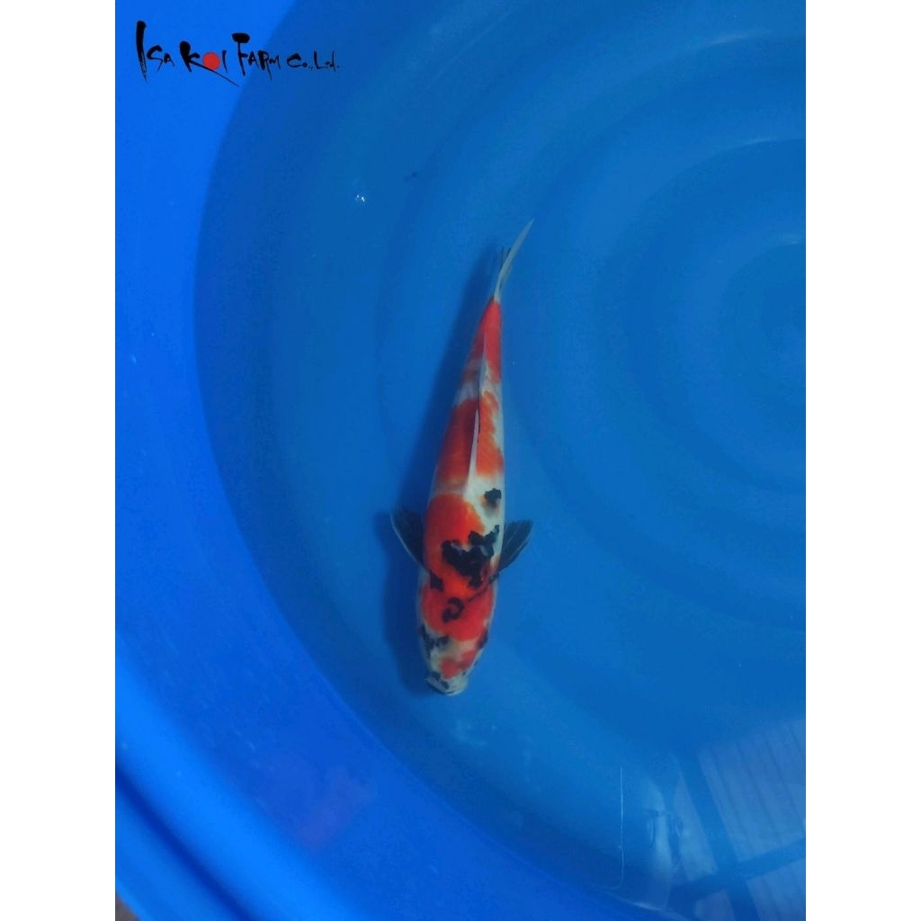 Ikan Koi Showa Isa Farm 35BU Sertifikat Breeder Import Jepang