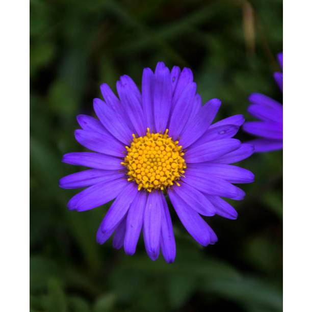 MURAH - BIJI BENIH BUNGA KRISAN