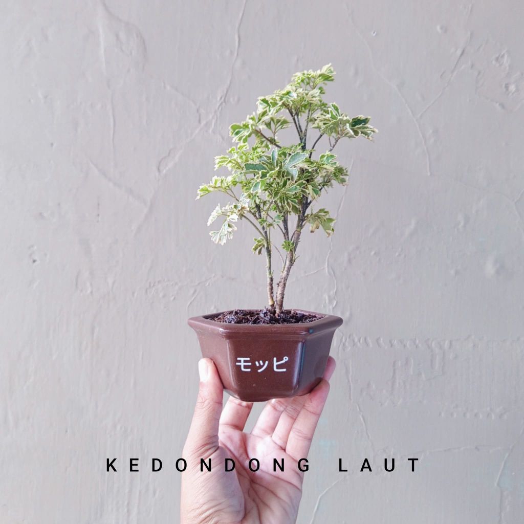 BONSAI KEDONDONG LAUT SESUAI FOTO