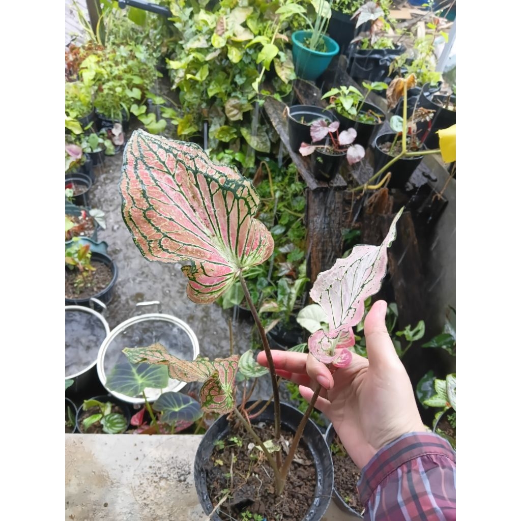 keladi wayang batik/caladium wayang