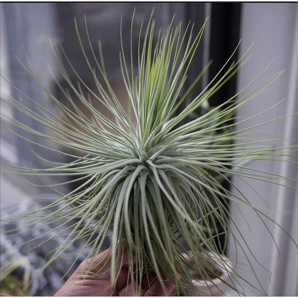 tillandsia Magnusiana tanaman udara/airplant