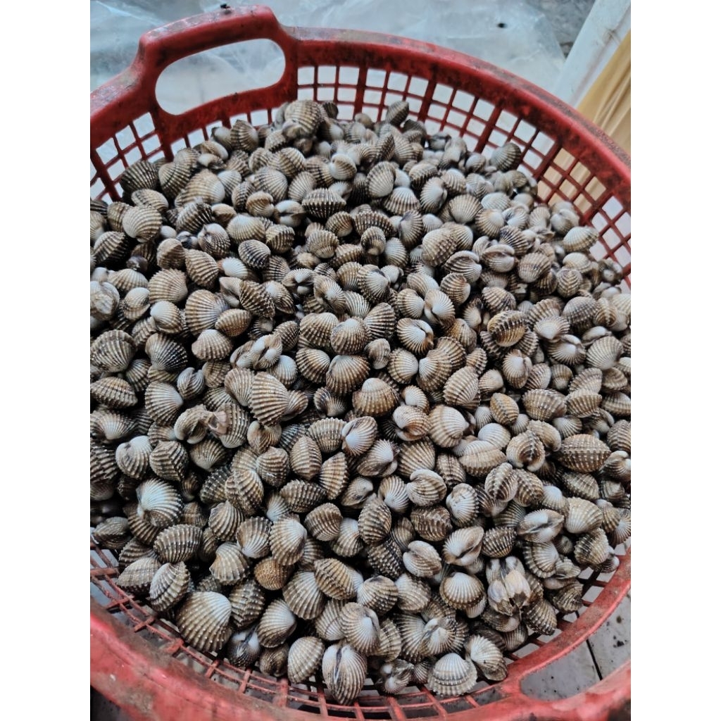 KERANG DARA ( MATANG)