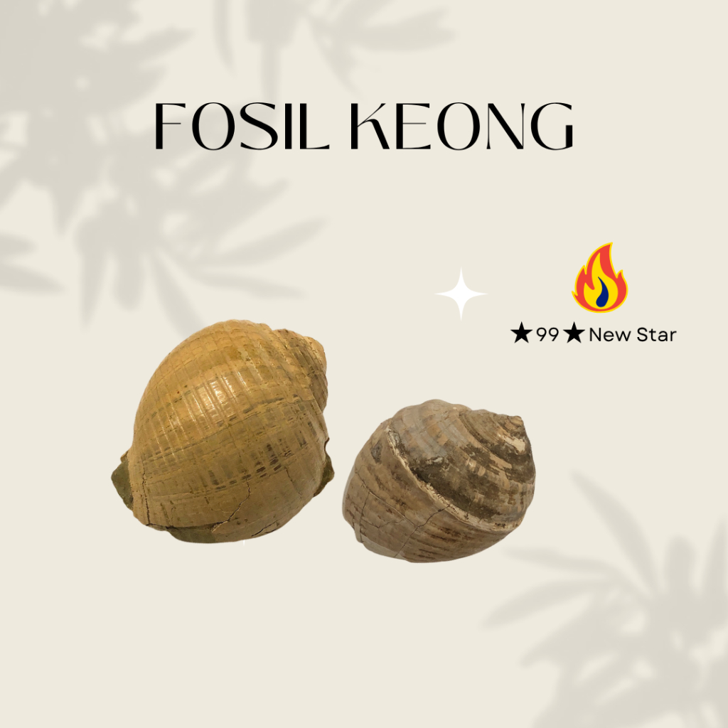 Fosil Keong Asli – Koleksi Alam Langka (1 Set Lengkap)