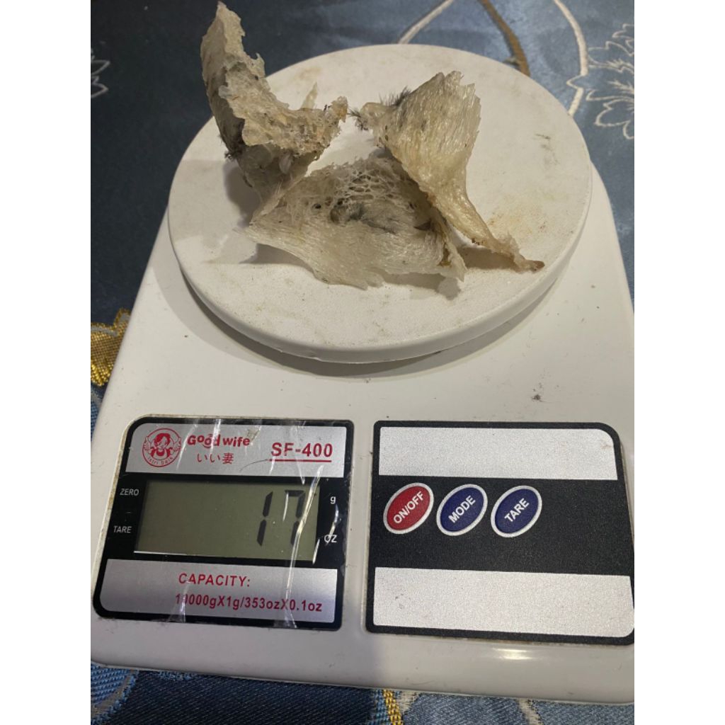 Sarang Walet Kotor Asli Kalimantan