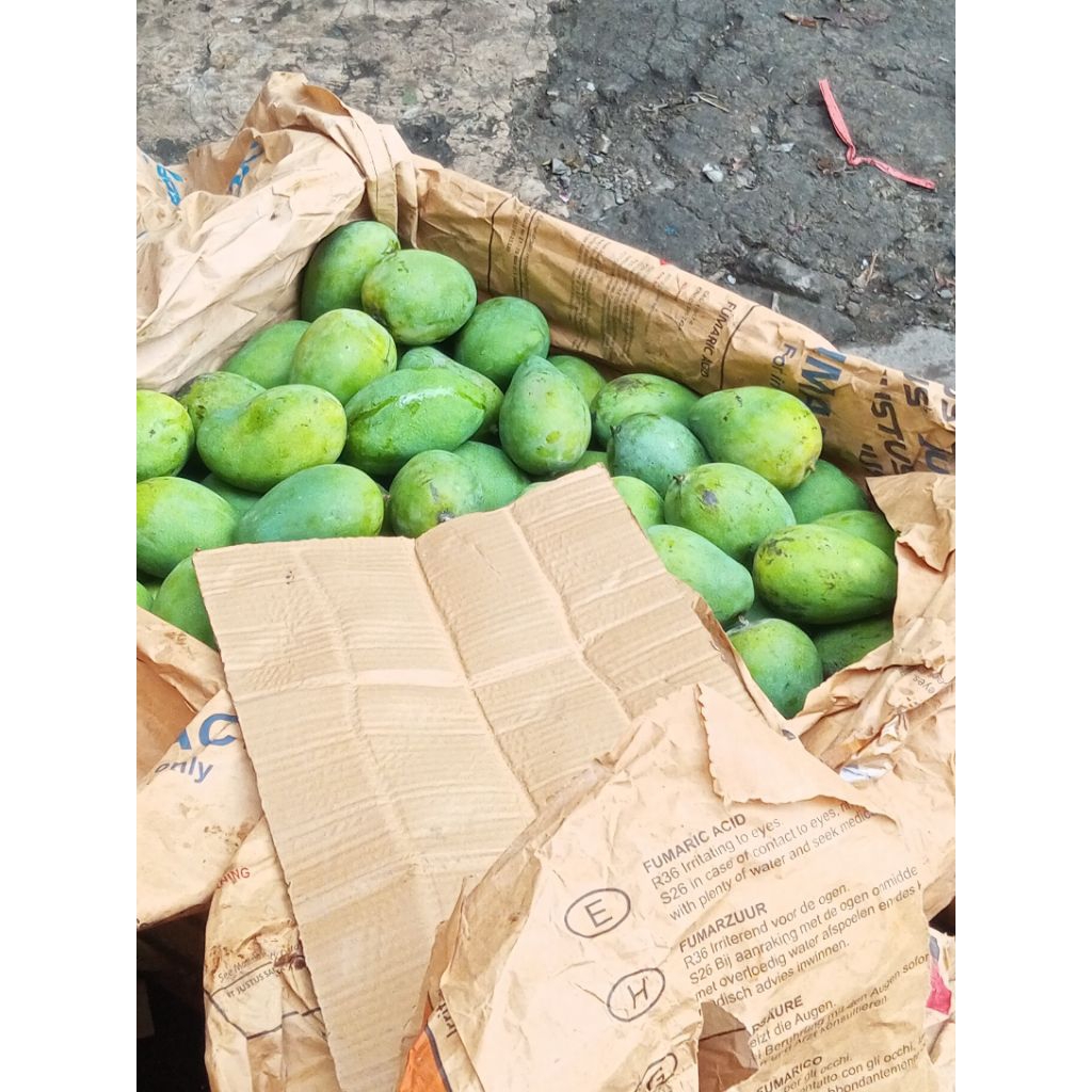 mangga gadung pasuruan