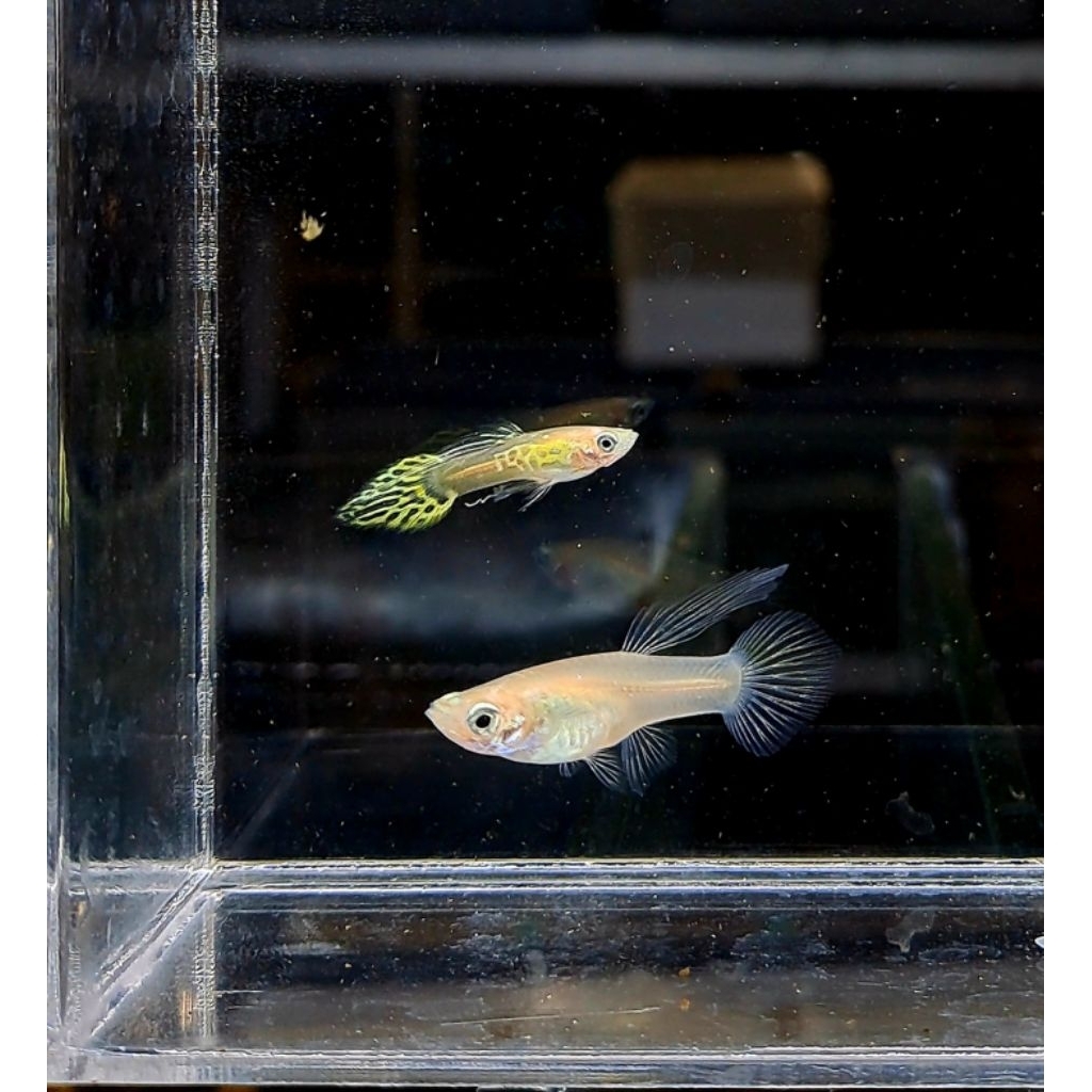 Stiker Dekorasi Aquarium Guppy Blonde Yellow Cobra Speartail