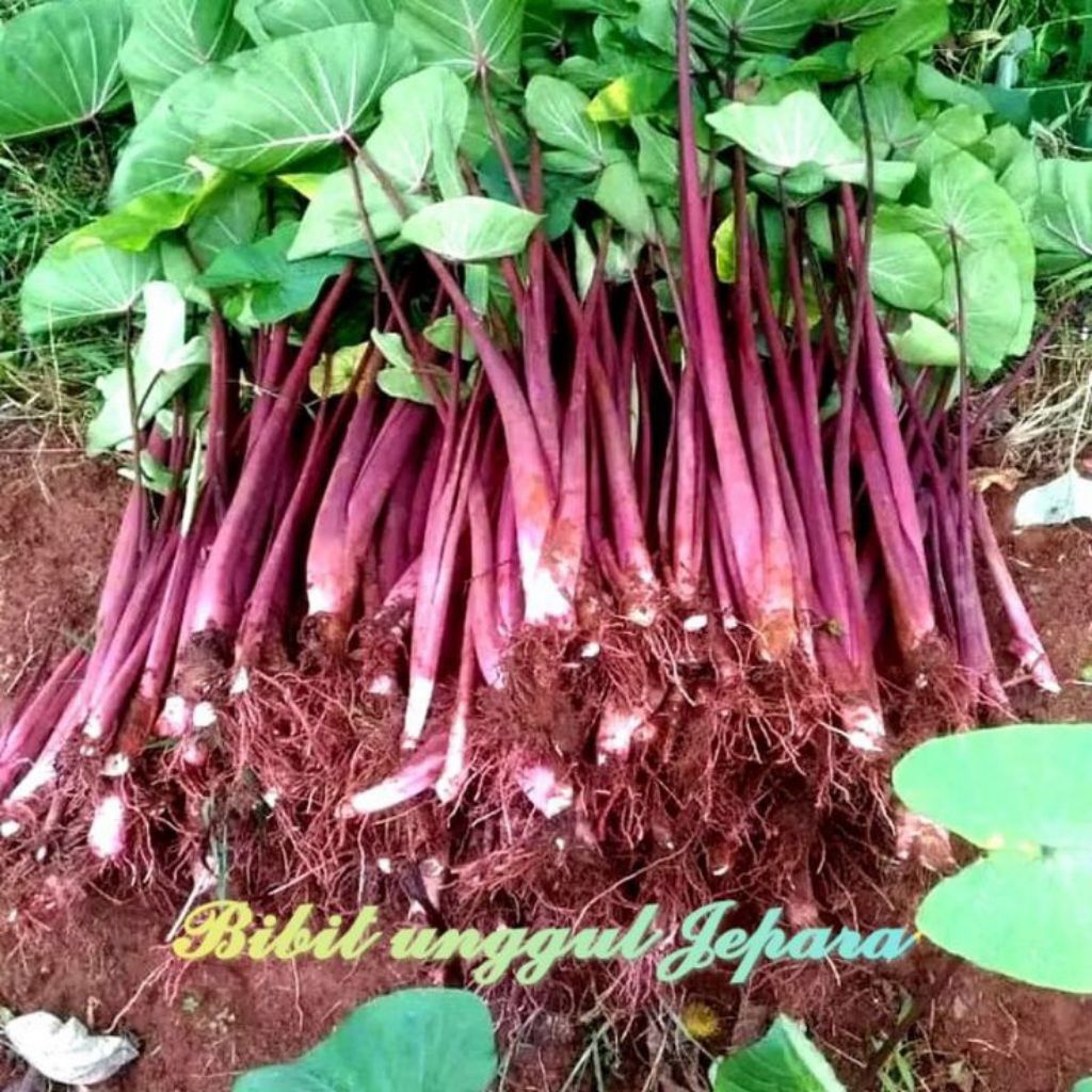 Tanaman Bibit Talas Bogor Ungu Murah Per 5 Batang Siap Tanam Bibit Talas Bogor Segar Murah