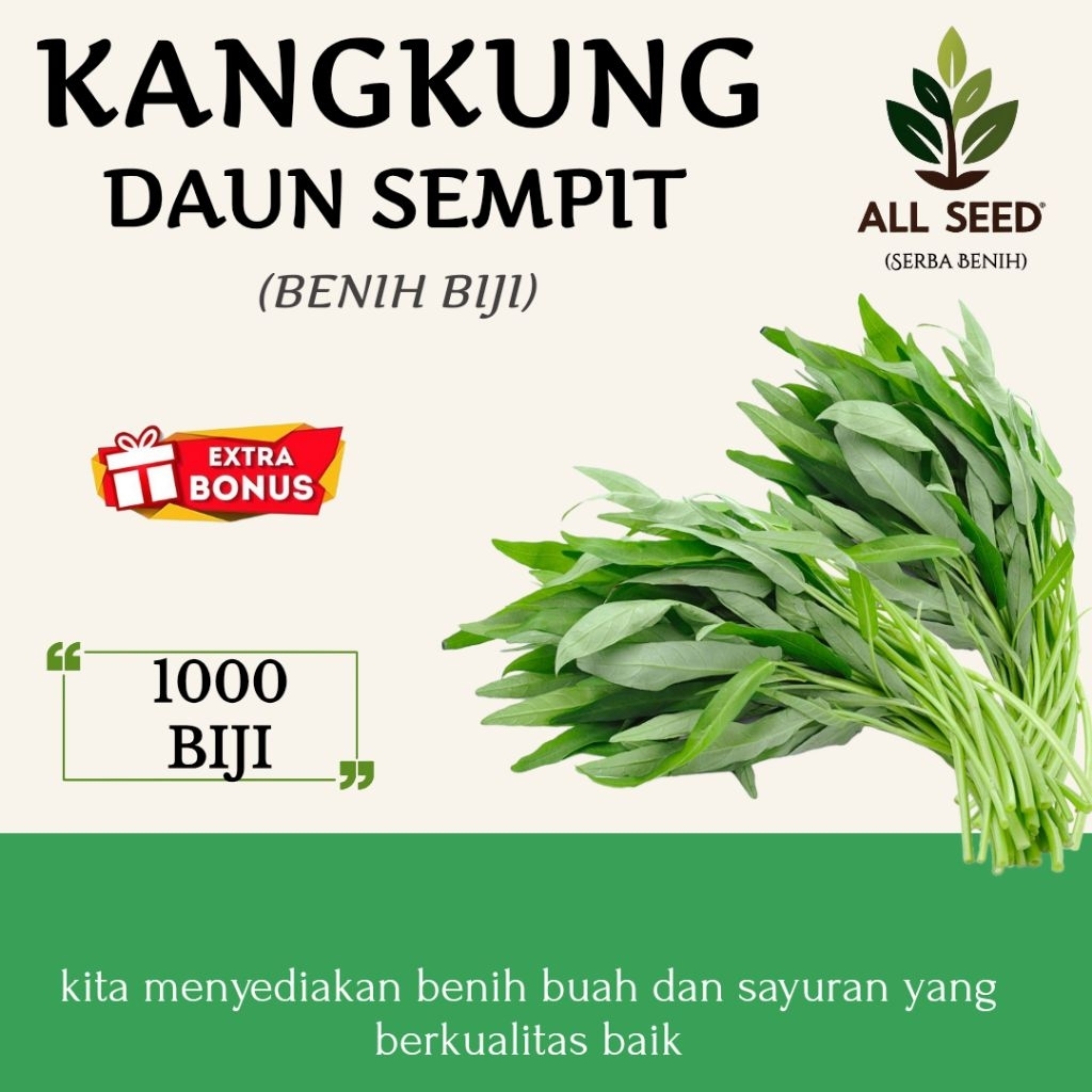 ( 1000 biji ) Benih kangkung daun sempit | bibit biji kangkung | kangkung daun sempit | kangkung dar