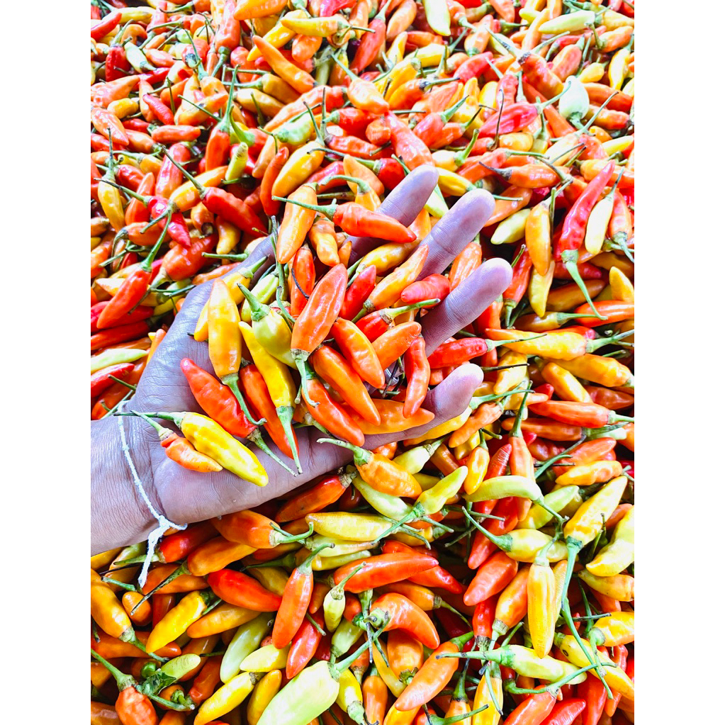 CABE RAWIT ORI LOKAL KEDIRI