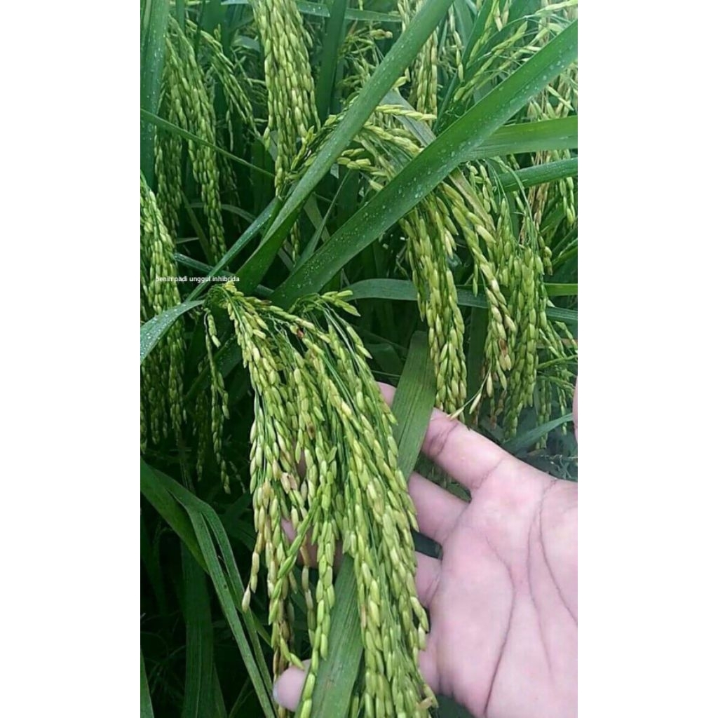 bibit padi unggul inpari42 5kg