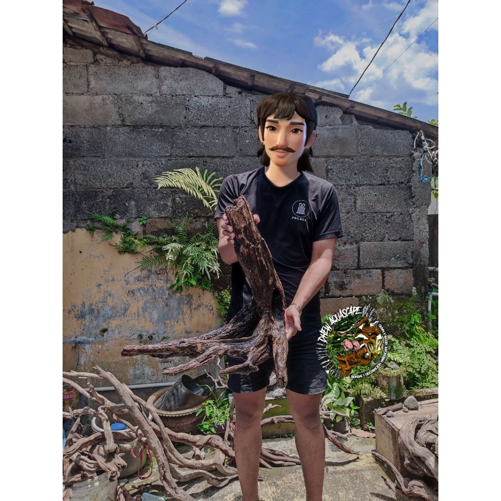 kayu Santigi laut tenggelam kayu Santigi bonggol kayu aquascape aquarium reptil