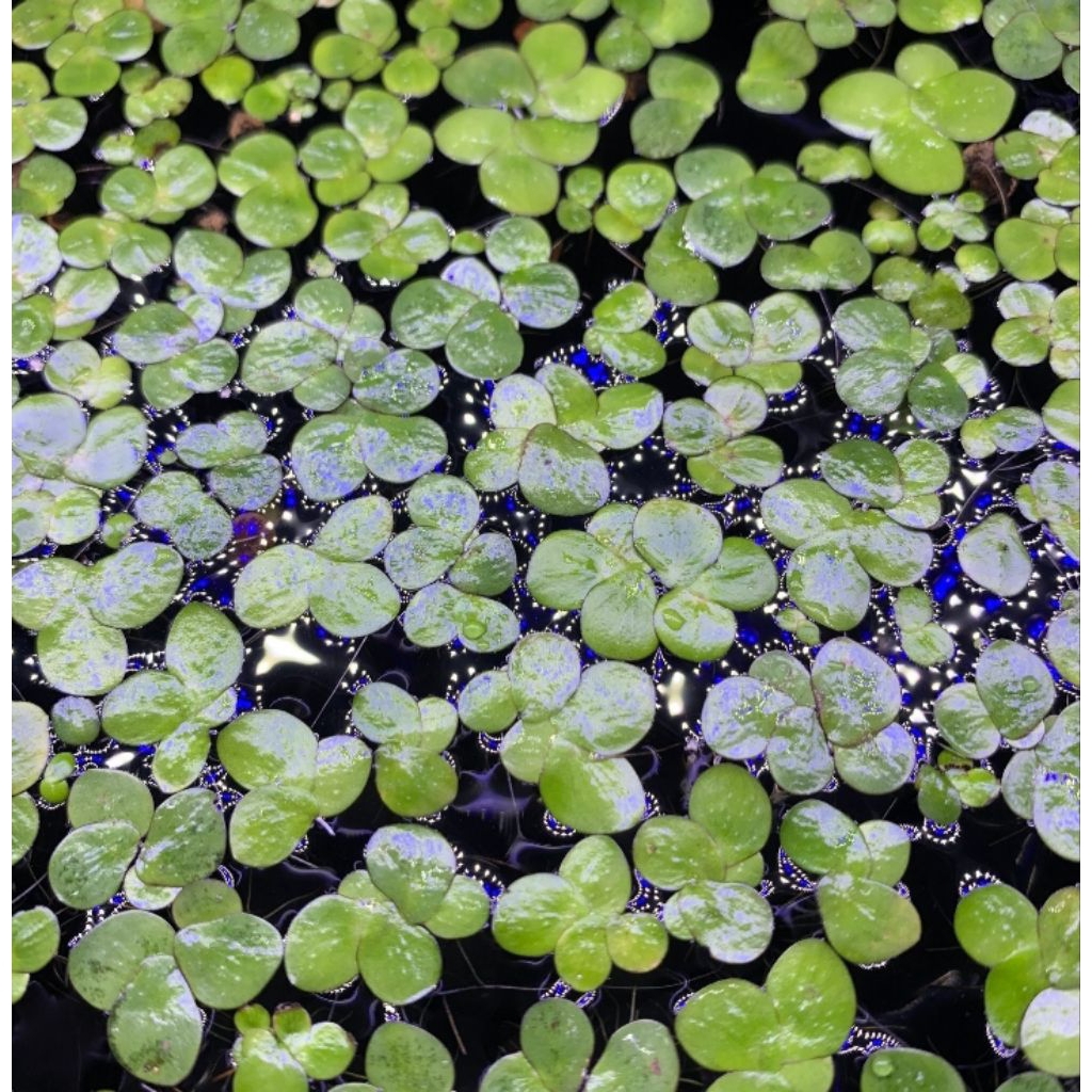 Giant Duckweed / Spirodela Polyrhiza