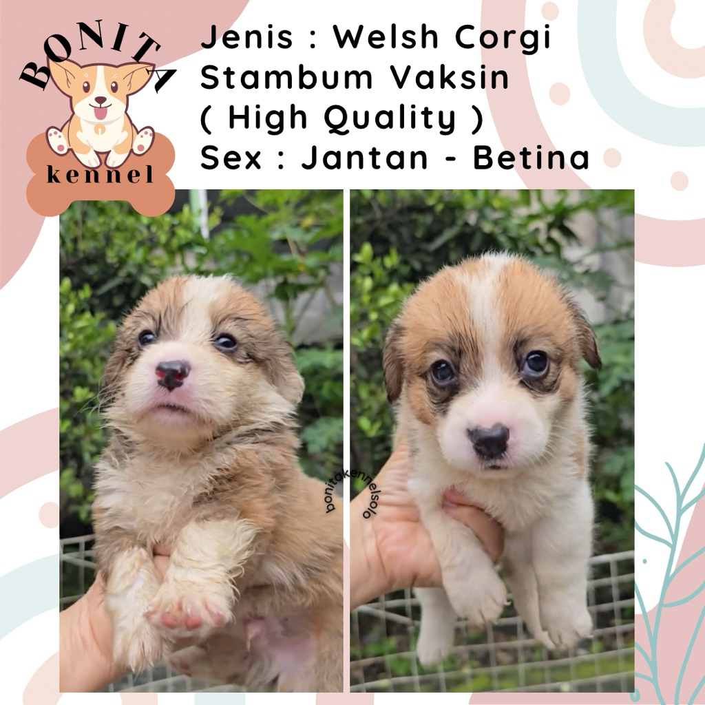 Welsh Corgi Stambum Sable Three Color Anak Anjing Corgi Jantan Betina