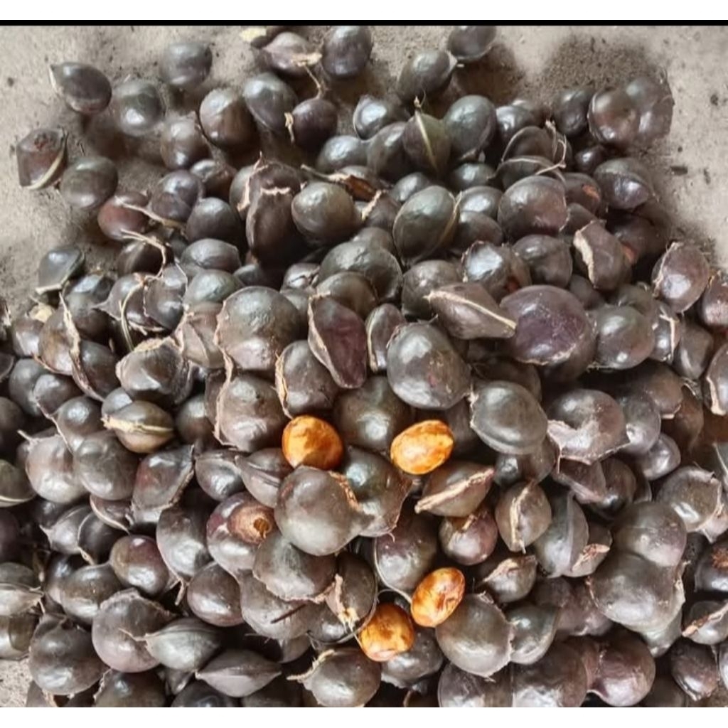 Jengkol Lampung 1000g