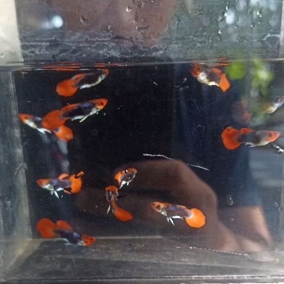 Guppy Tuxedo Red Koi kebutuhan aquarium 1 pasang