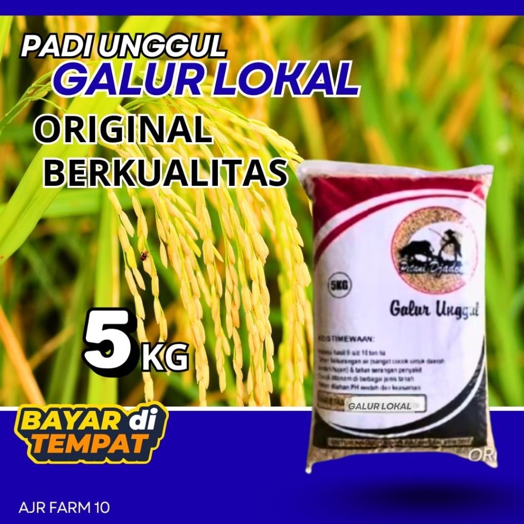 benih padi unggul GALUR LOKAL 5kg