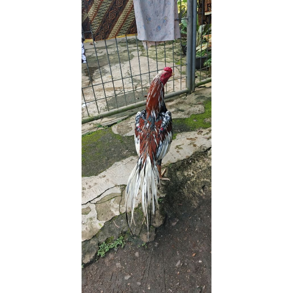 anak ayam ekor lidi/semi elid,klasik usia 1 sampai 3 bulan